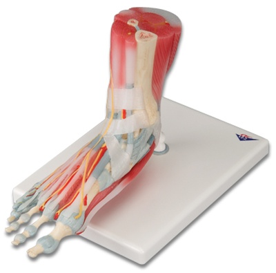 Anatomy of the Foot Model